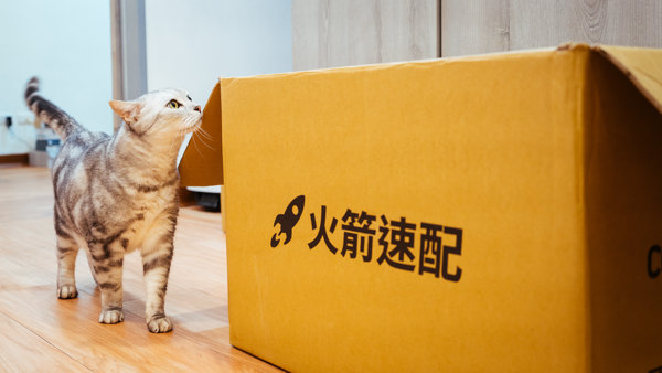 一隻貓在看盒子