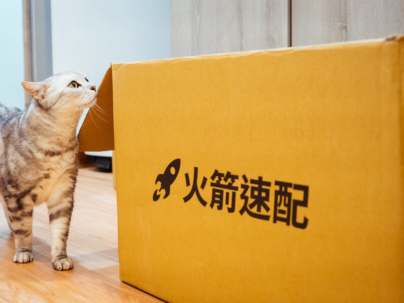 一隻貓在看盒子