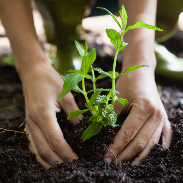 a person planting a plant